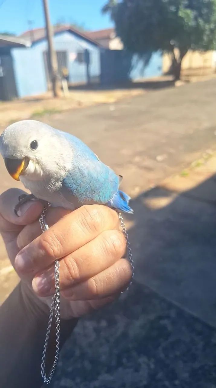 Disponível  - Foto 3