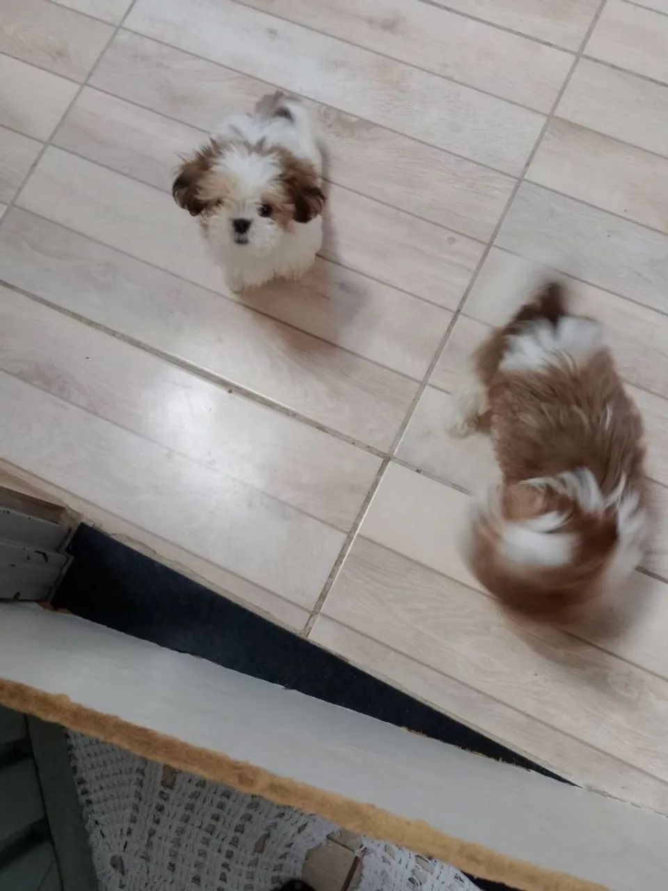 Shitzu mini - Foto 4