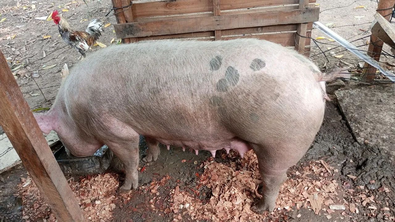Venda porco - Foto 2