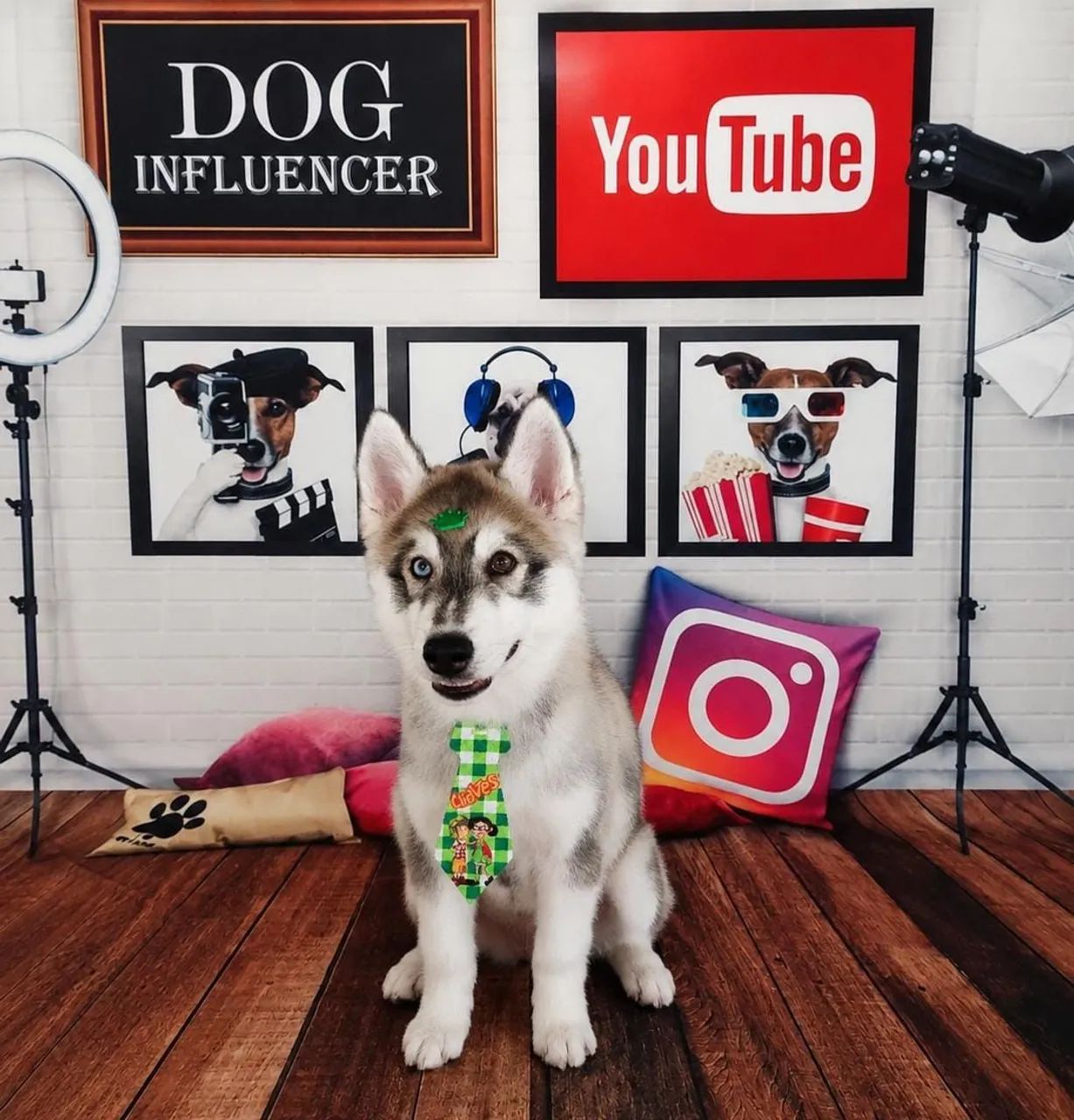 Husky Siberiano  - Foto 2