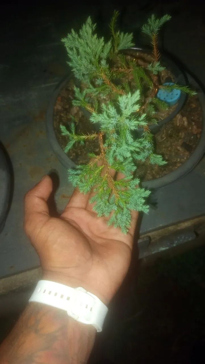 Juníperus procumbens Pré-Bonsai - Foto 5
