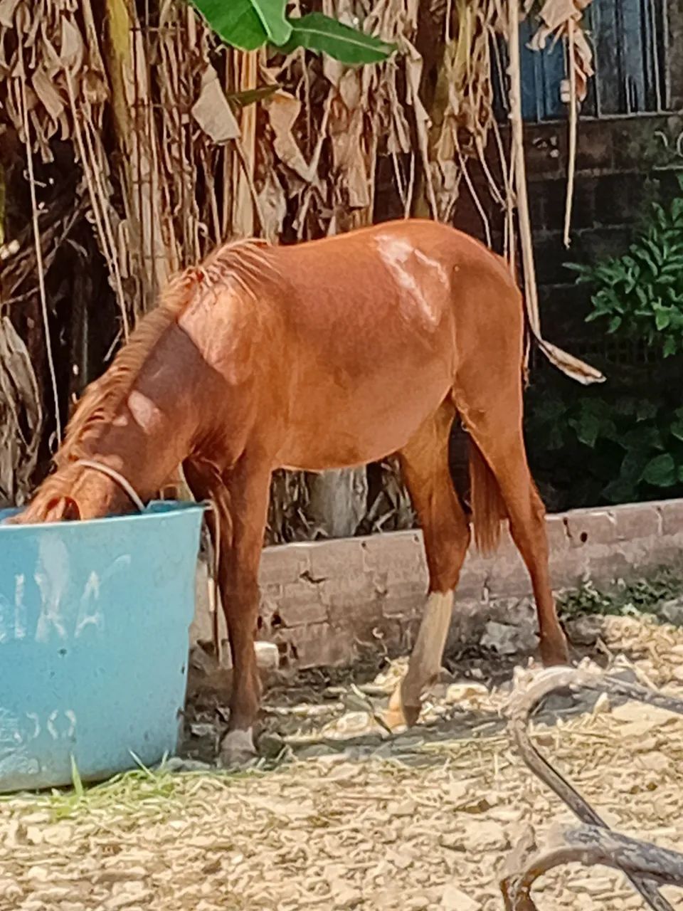 Porda linda e bem novinha macha picada de nascença  - Foto 3