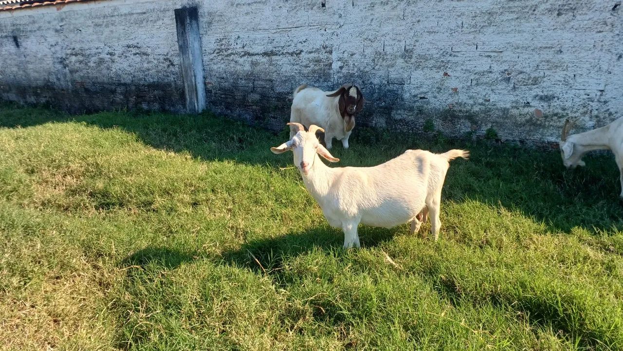 Cabras leiteiras  - Foto 2