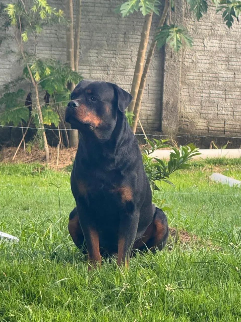 Filhotes de Rottweiler  - Foto 3