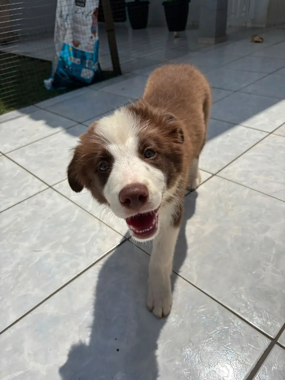 Border Collie  - Foto 2