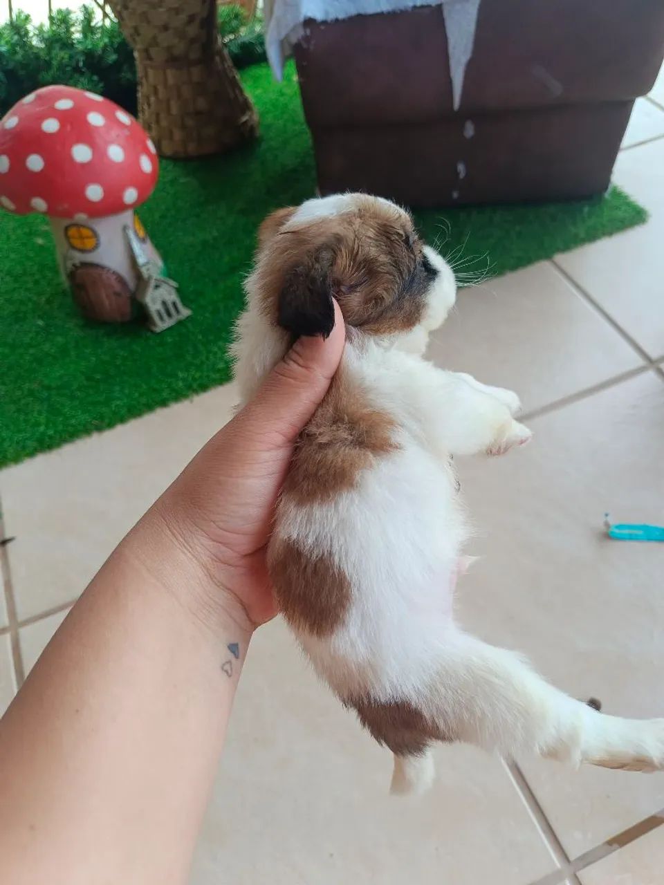 Vendo filhote de Shih Tzu - Foto 3