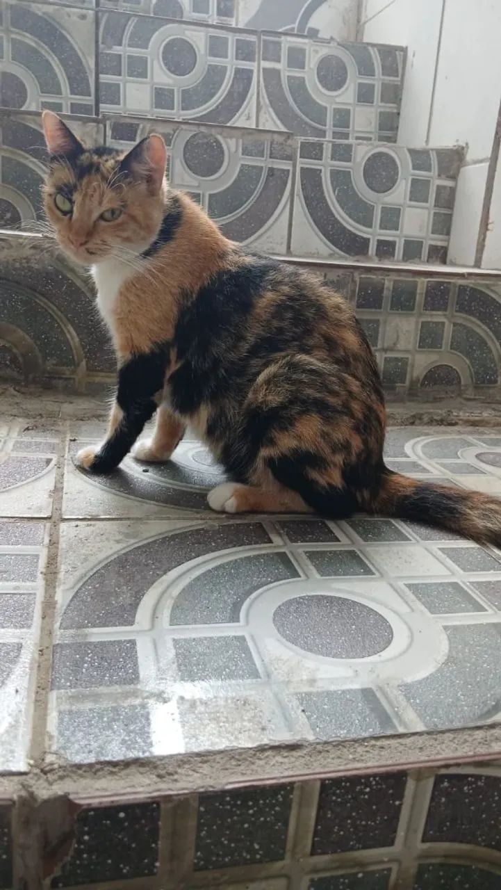 Adoção gatinha castrada - Foto 3
