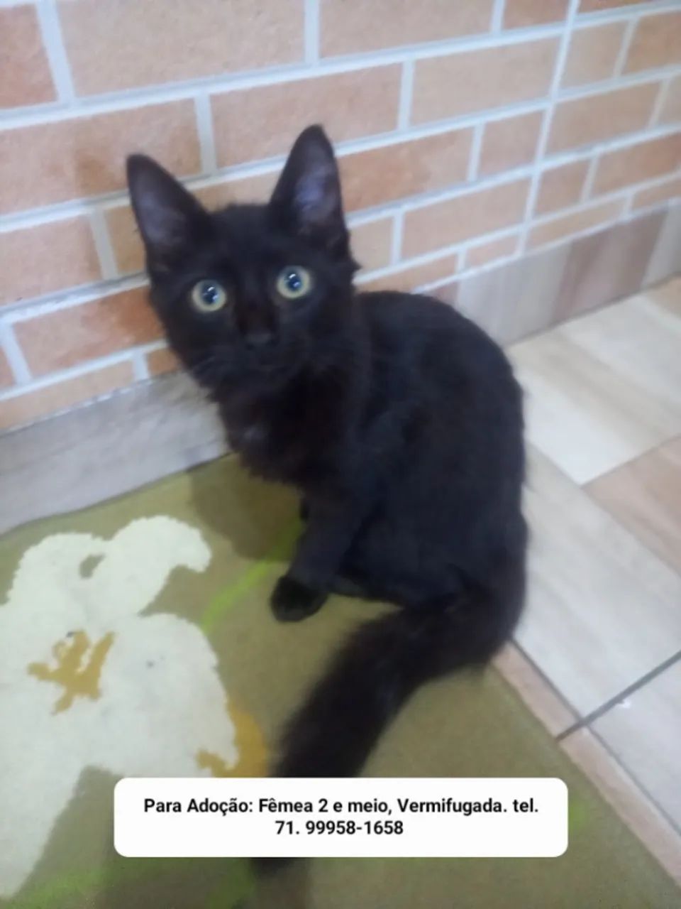 Gatos para Adoção  - Foto 2