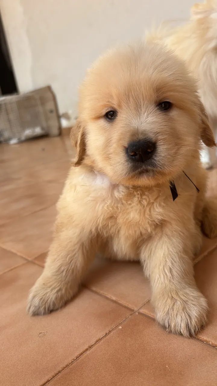 GoldenRetriver  - Foto 2