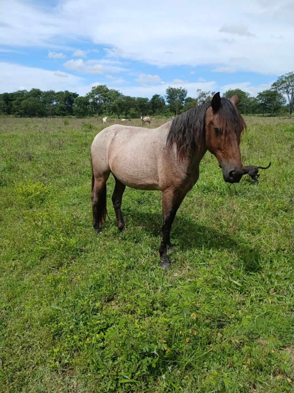Vendo Cavalo - Foto 3
