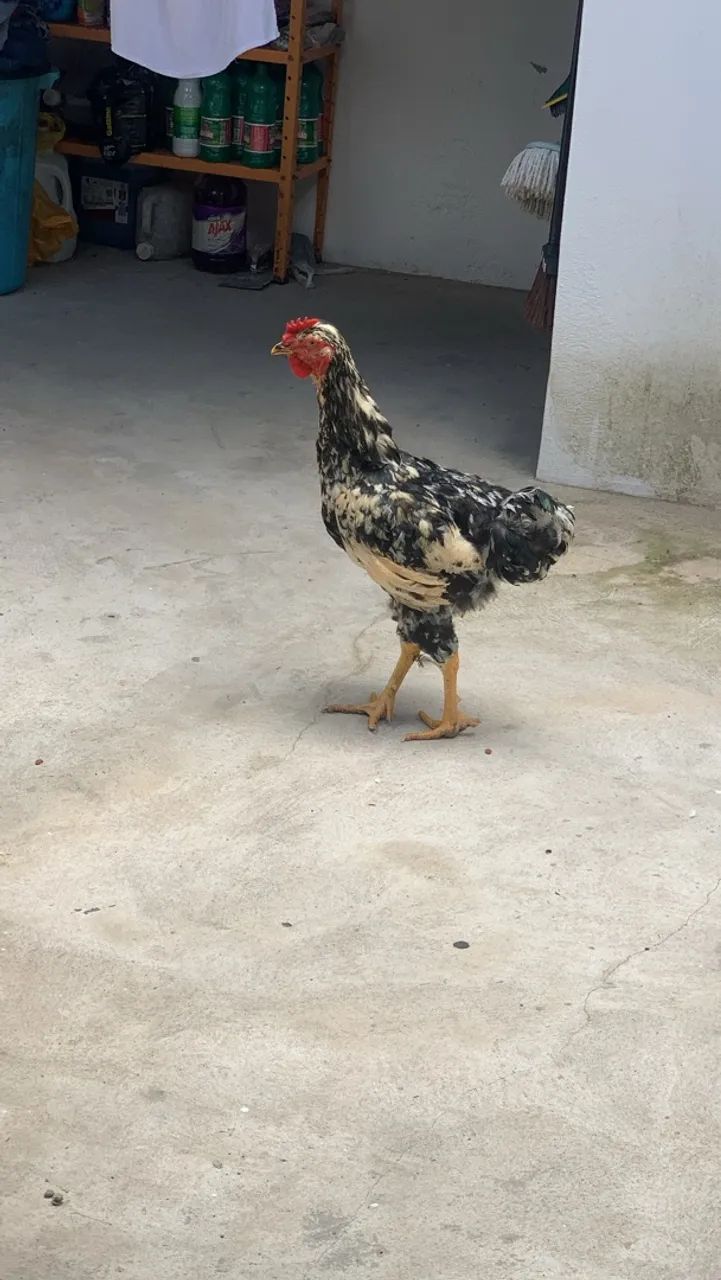 Frango GSB (4meses) - Foto 2