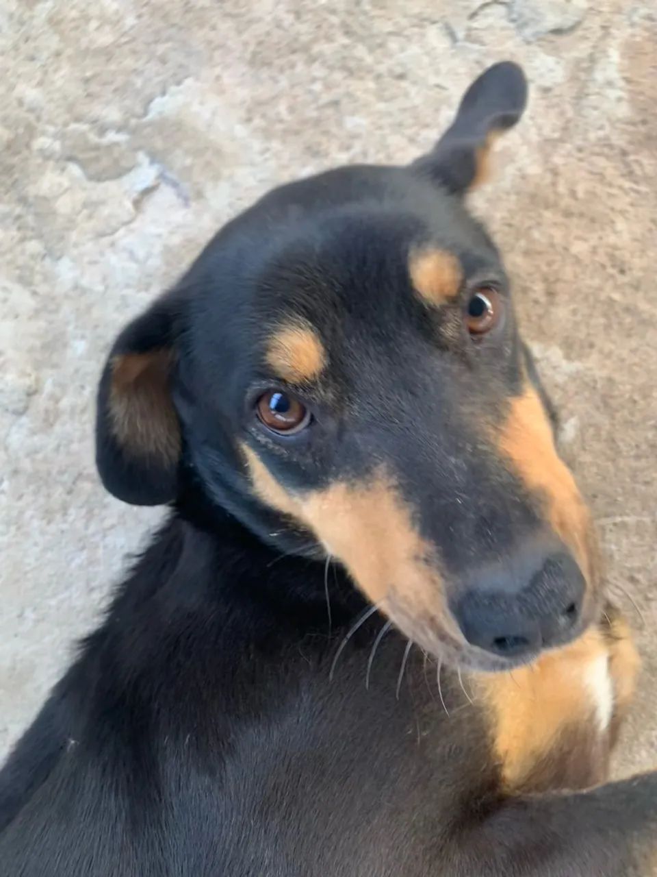 doa-se cadela - Foto 4