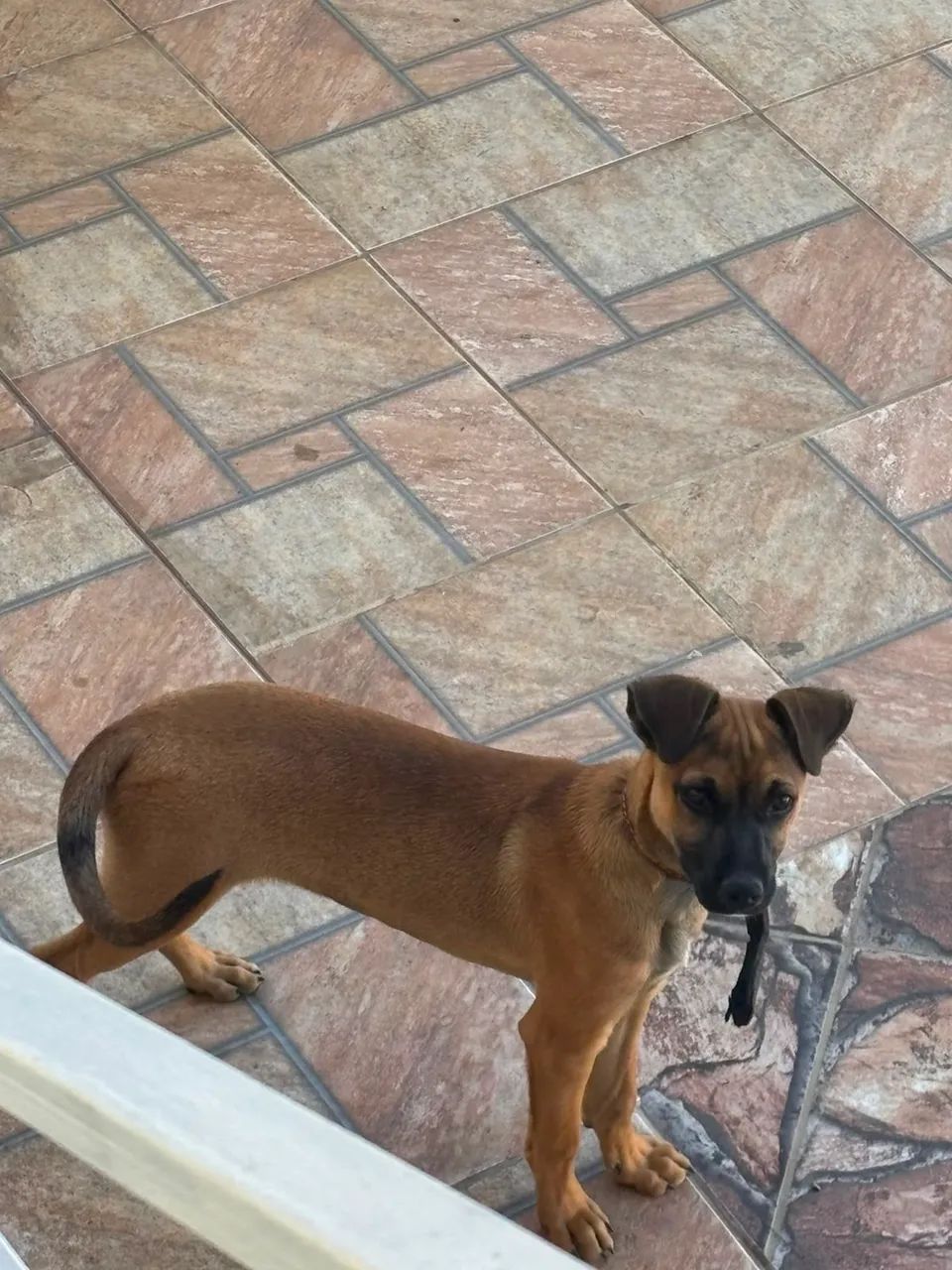 Doação de cachorro  - Foto 5