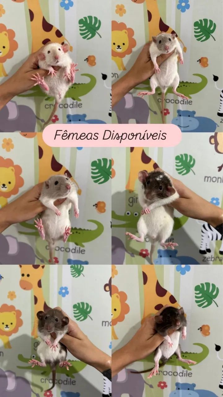 Ratinho de Laboratório - Foto 3