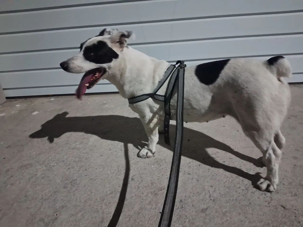 Doação de pet - Foto 2
