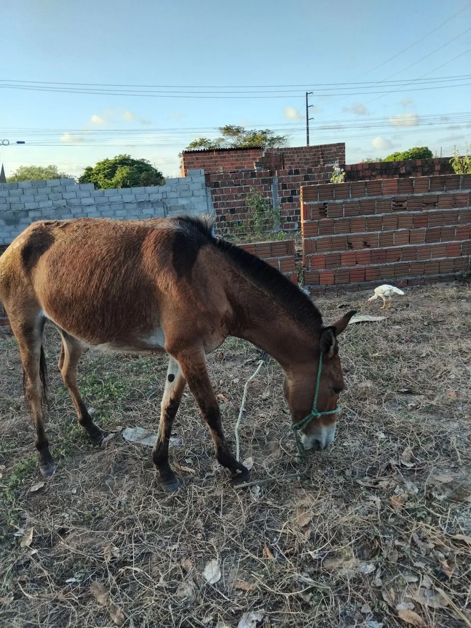 Pra vende 