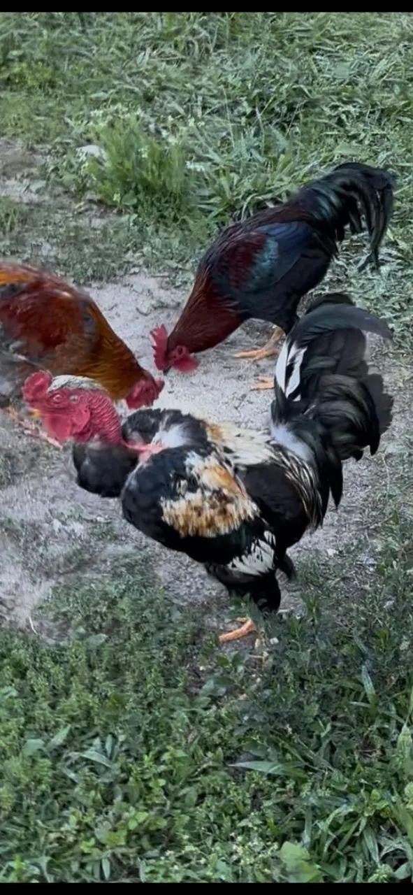Galos garnizé e caipira
