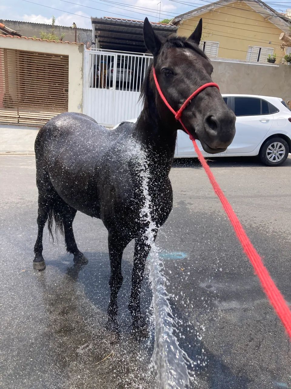 Cavalo preto - Foto 2