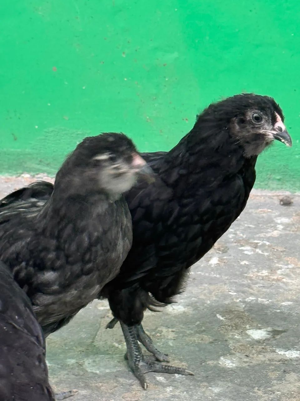 Galinhas e Pintos AMERAUCANAS - Foto 2