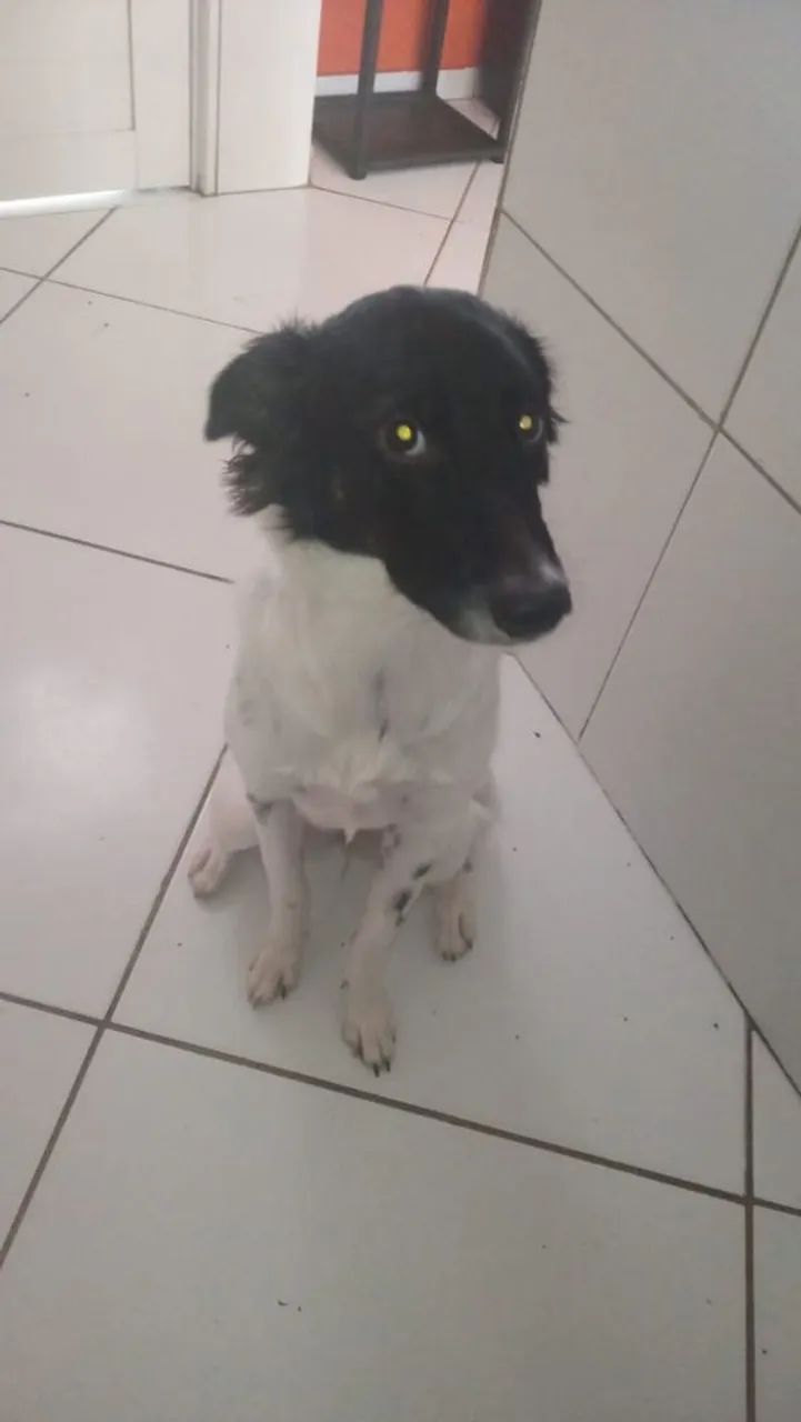 Doação responsável. - Foto 2