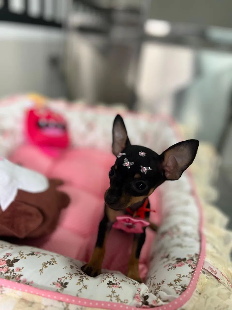 Pinscher 0  - Foto 2