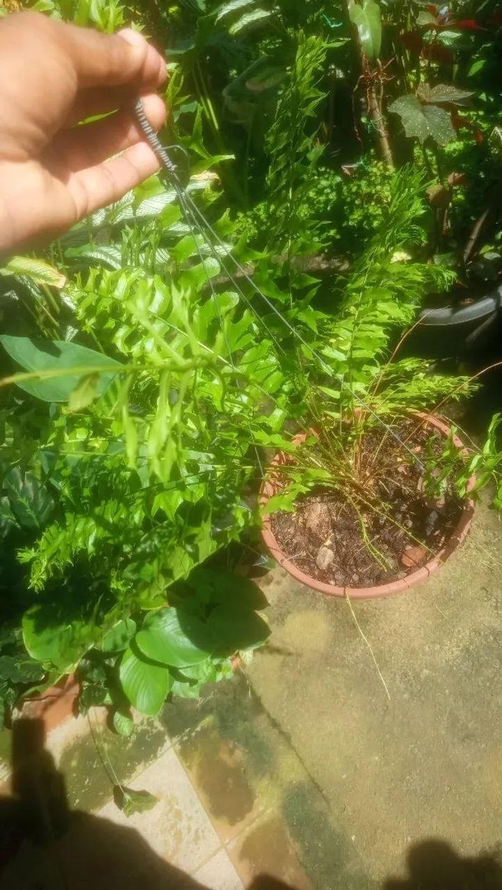Samambaia renda baiana - Foto 2
