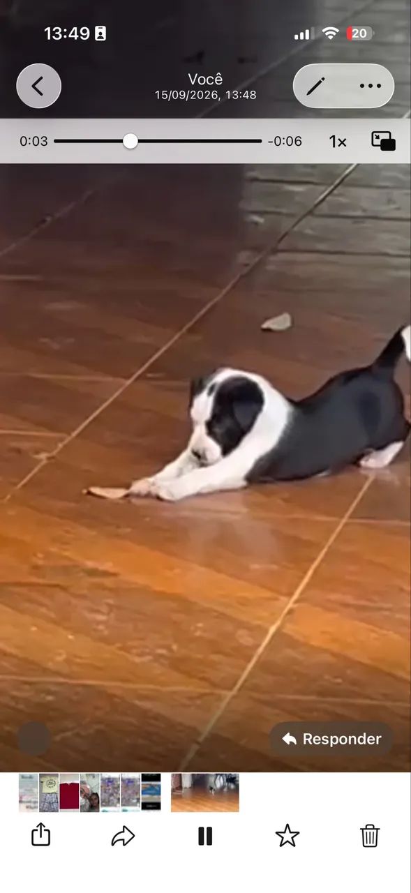 Border collie - Foto 2