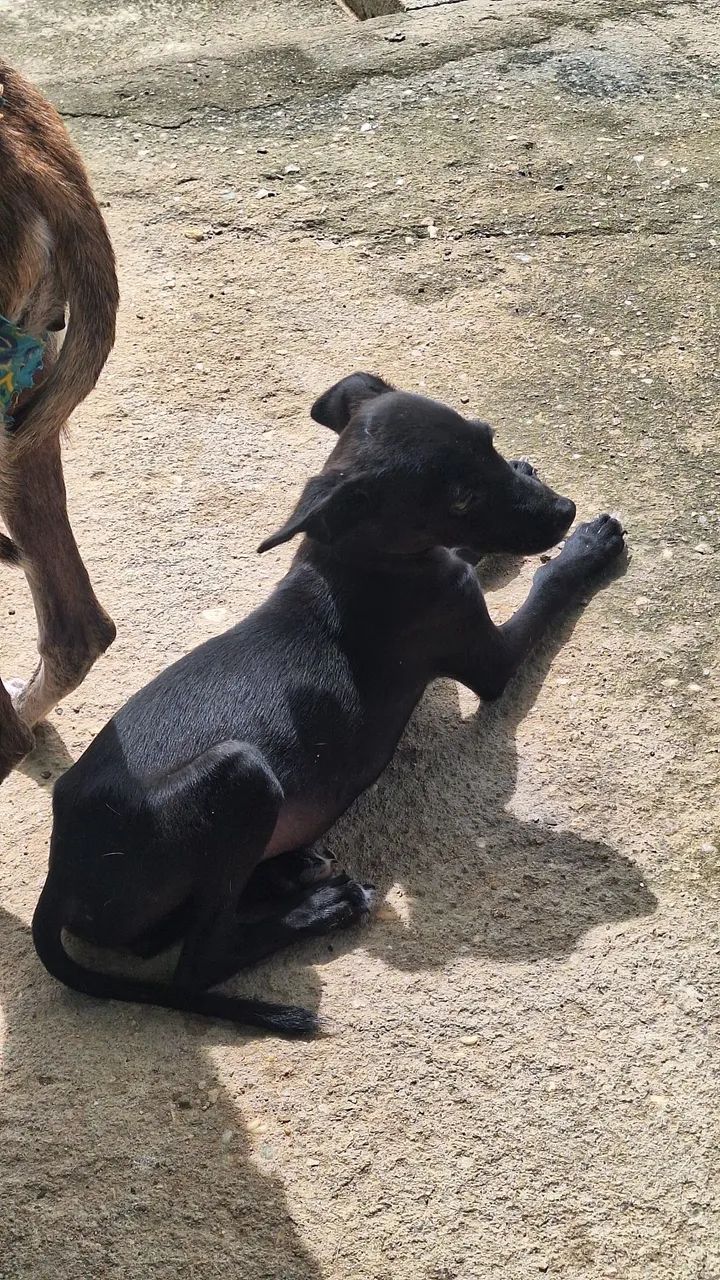Doação responsável - Foto 4