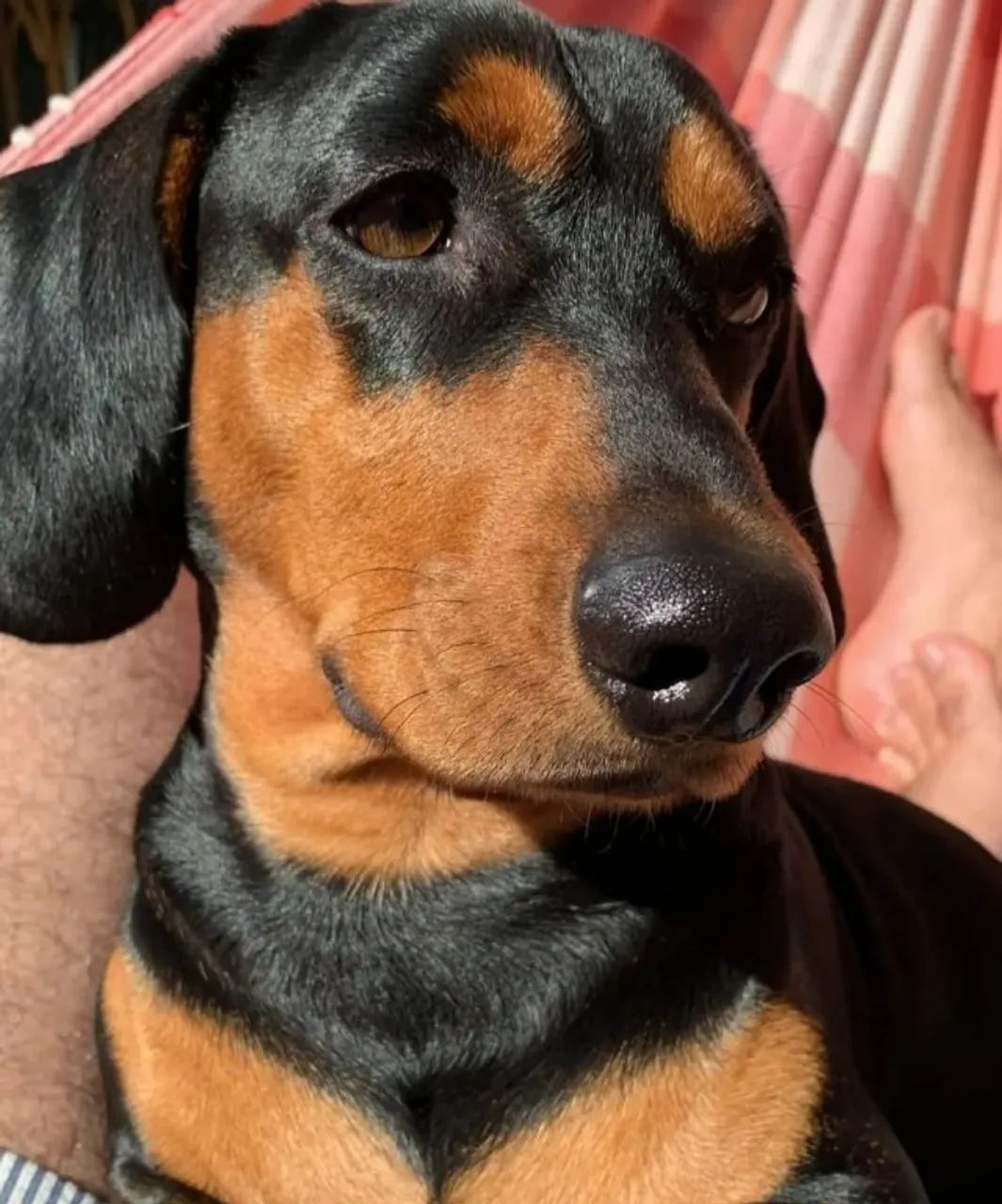 Lindo macho dachshund para cruzar - Foto 3