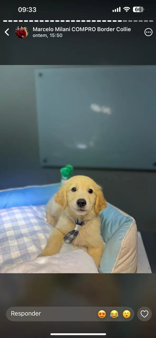 Golden retriver 