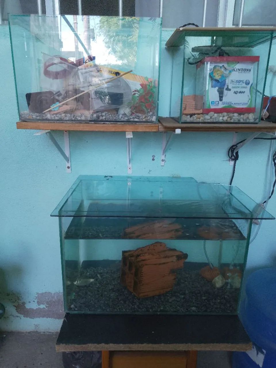 Aquários com acessório.