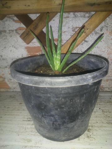 Plantas ornamental e medicinal - Foto 3