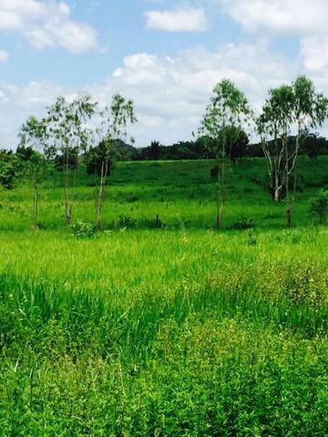 Fazenda em Rosário Oeste-MT 457 hectares boa de argila - Foto 9