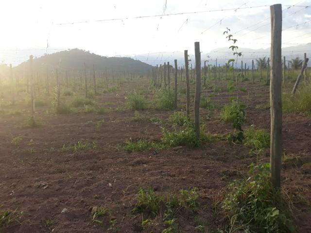Sítio em Cachoeiras de Macacu oportunidade!! - Foto 15