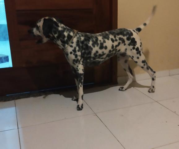 Dálmata fêmea procura namorado (PARNAÍBA) - Foto 4