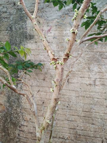 Jabuticaba com flor