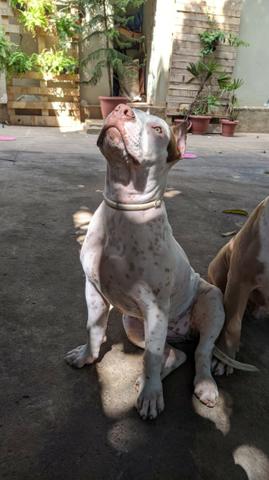 Filhote de pit bul Femea - Foto 3