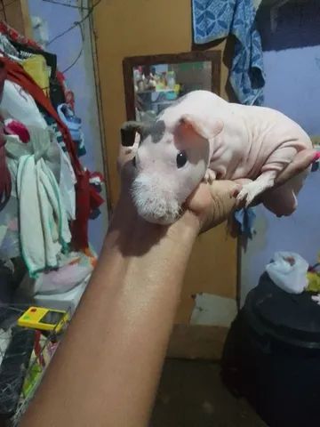 Tenho um pouquinho da índia Skinner macho  - Foto 3