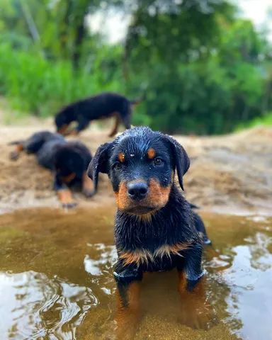 Filhotes de Rottweiler Cabeça de touro