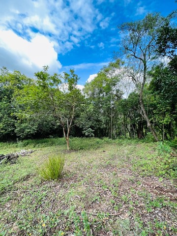 Chácara em Sapiranga com 3 hectares  - Foto 6