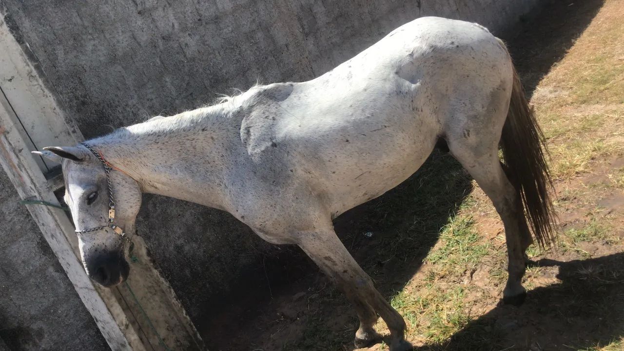 Cavalo de campo - Foto 4