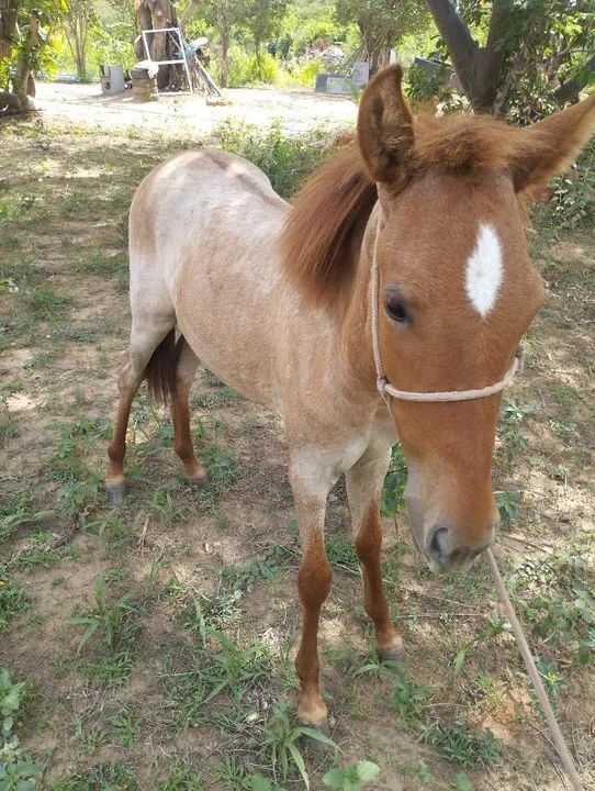 Vendo/troco potra mestiça quarto de milha com mangalarga - Foto 3