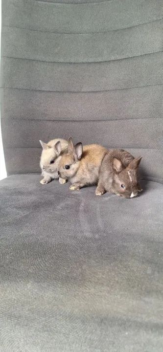 Vende-se filhotes de coelho anão netherland  - Foto 2