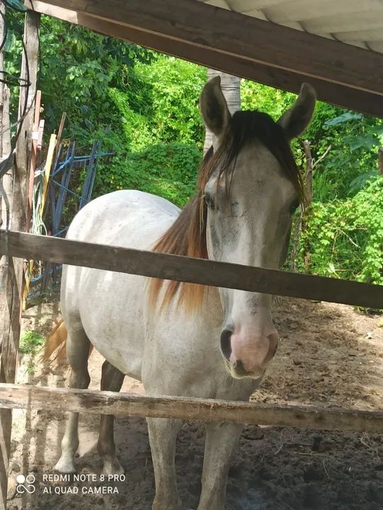 Potro com 4 anos de idade! - Foto 5