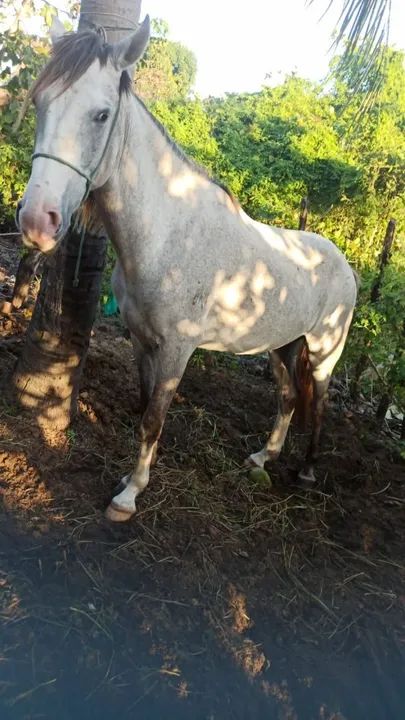 Potro com 4 anos de idade! - Foto 4