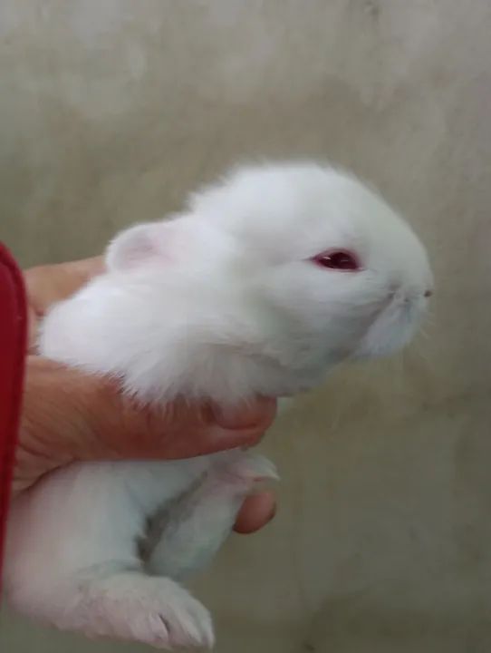 Coelhinho branco fofinho . - Foto 2