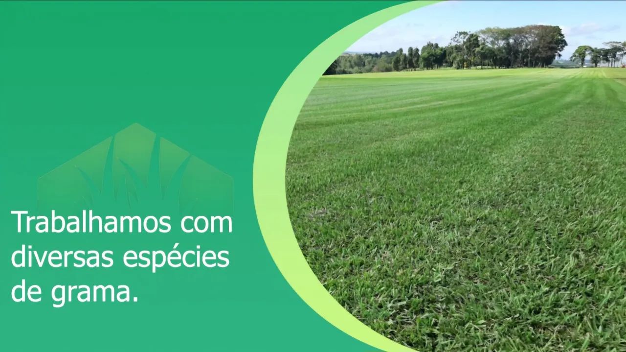 Grama para seu jardim - pronta para plantar - Foto 3