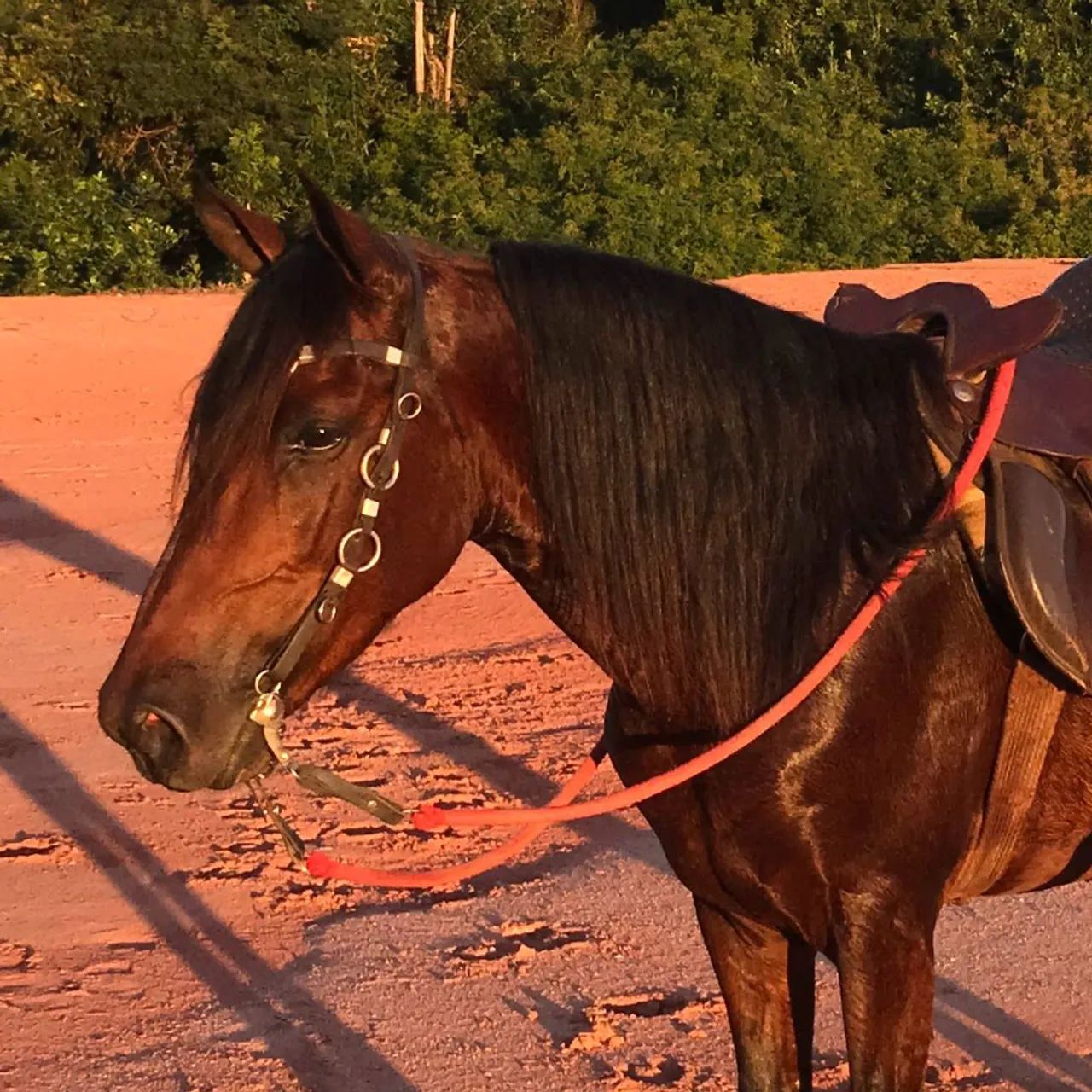 CAVALO MARCHA PICADA - INTEIRO - Cavalos e acessórios - Campo Grande,  Cariacica 1321011127 | OLX