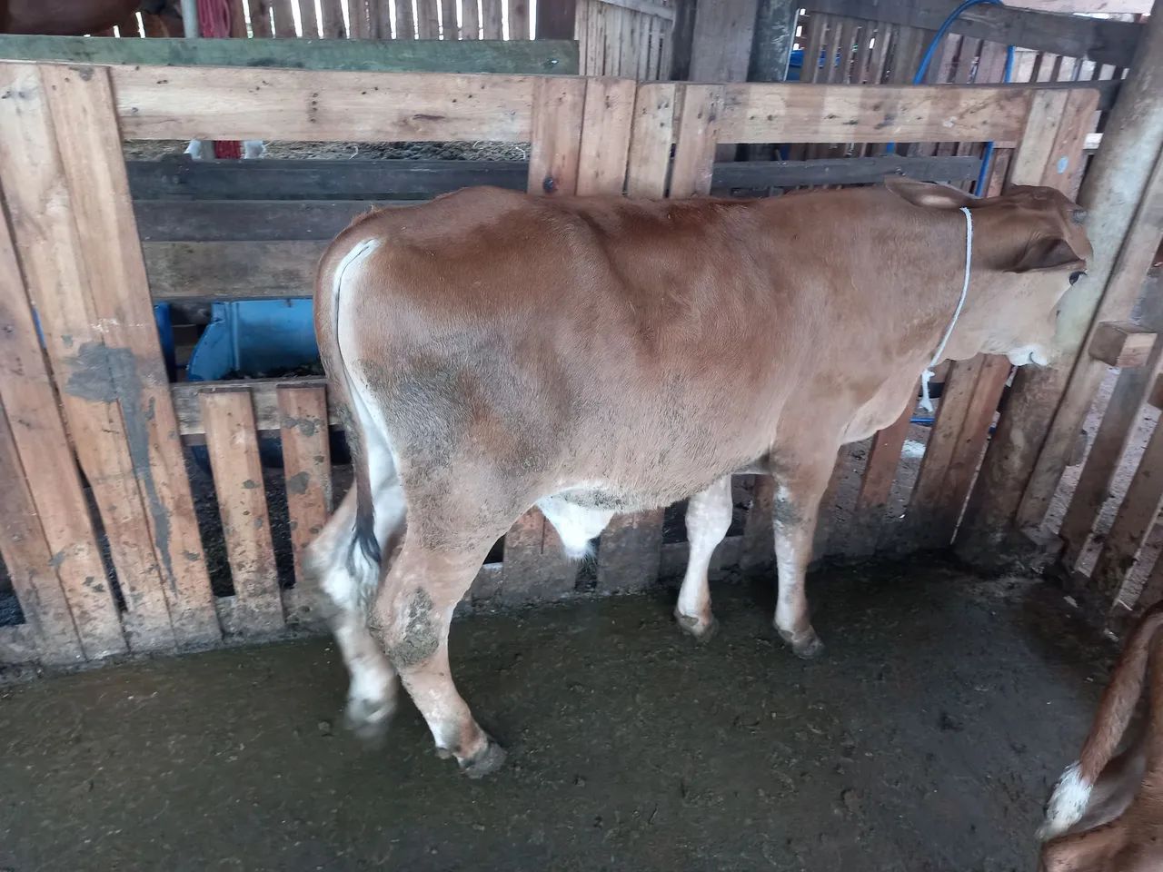 Bezerro - Foto 4