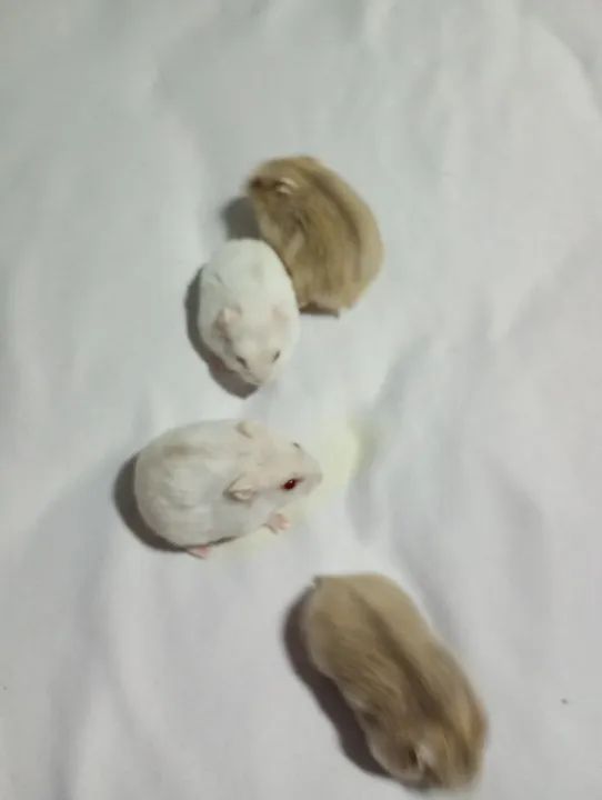 Filhotes de hamster anão russo - Foto 4